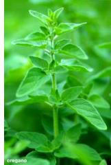 Oregano Plant