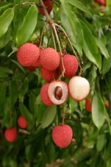 Lychee