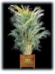 Areca Palm/Dypsis lutescens