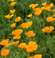 California Poppy Seeds