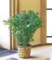 Parlor Palm